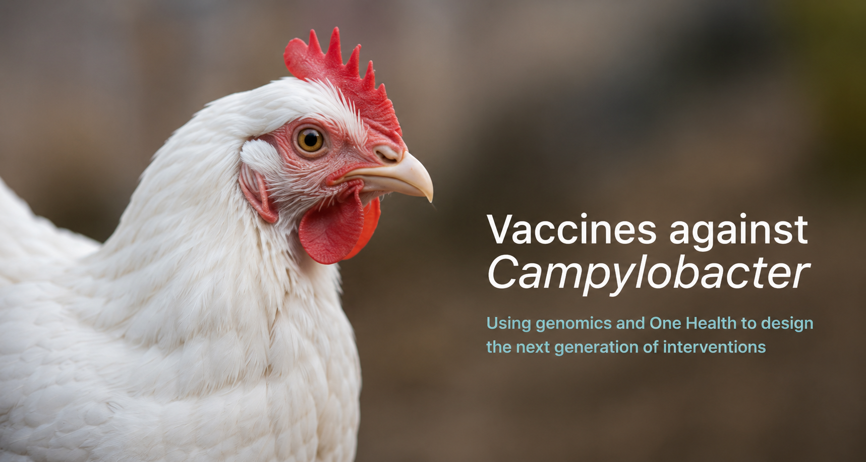 Wide illustration showing a chicken, diverse Campylobacter cells, genomic motifs and a vaccine shield